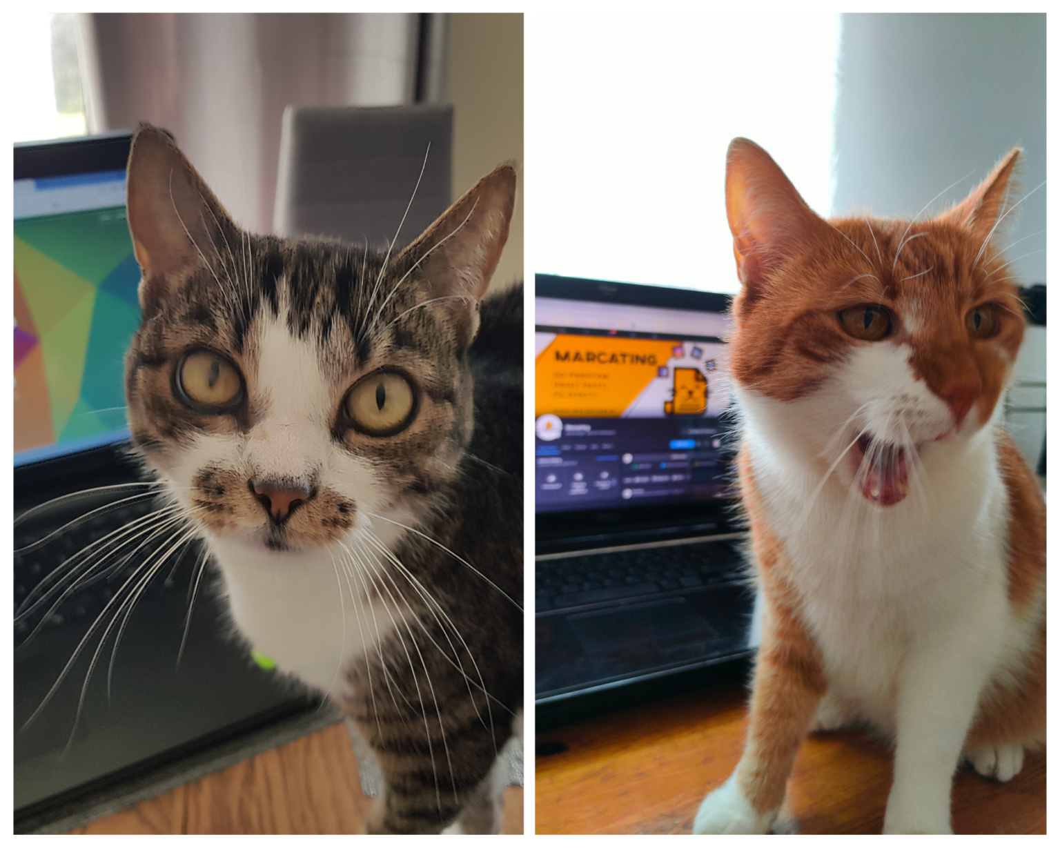 Agencja marketingowa w Rzeszowie | Zdjęcie przedstawia kolaż - po lewej stronie znajduje się kot o imieniu Mała Mi, a po prawej kot o imieniu Karmel. Oba koty stoją przy laptopach, bo ciężko na nich pracują.